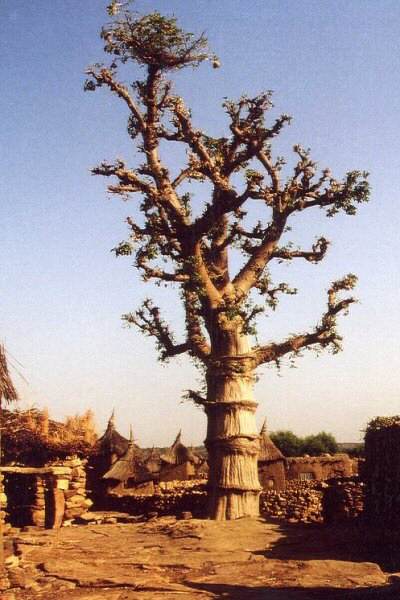 Baobab Baum